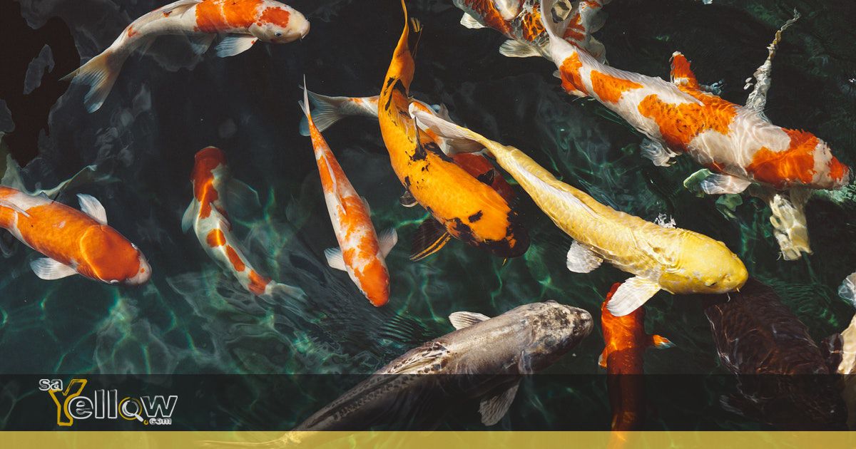 Koi Fish in Muldersdrift, South Africa